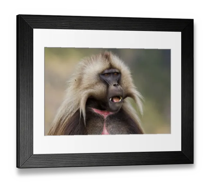 Framed Print : Gelada Baboon (Theropithecus gelada) opening its mouth, Simien Mountains National Park, Ethiopia Framed Print : Gelada Baboon (Theropithecus gelada) opening its mouth, Simien Mountains National Park, Ethiopia