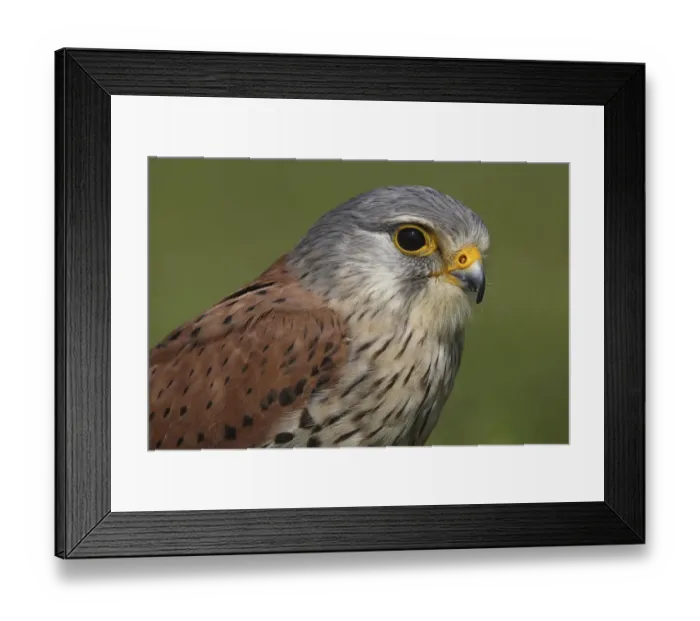Framed Print : Portrait of a Common Kestrel (Falco tinnunculus), Gelderland, The Netherlands Framed Print : Portrait of a Common Kestrel (Falco tinnunculus), Gelderland, The Netherlands