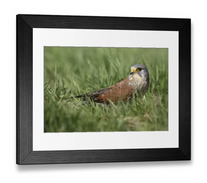 Framed Print : Common Kestrel (Falco tinnunculus) sitting in meadow, Gelderland, The Netherlands