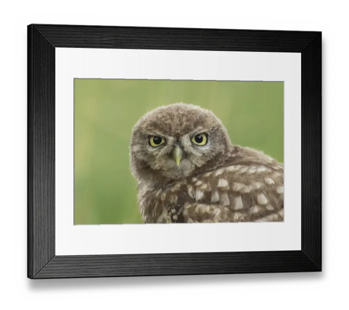 Framed Print : Little owl young portrait, The Netherlands Framed Print : Little owl young portrait, The Netherlands