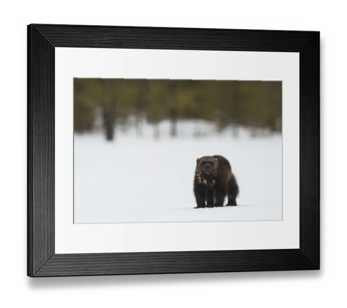 Framed Print : Wolverine standing n the snow look to the camera, Finland Framed Print : Wolverine standing n the snow look to the camera, Finland
