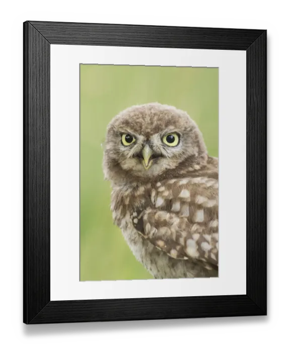 Framed Print : Juvenile Little Owl (Athene Noctua) portrait, The Netherlands Framed Print : Juvenile Little Owl (Athene Noctua) portrait, The Netherlands