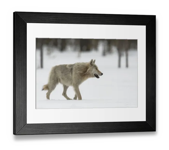 Framed Print : Gray Wolf walking in the snow, Finland Framed Print : Gray Wolf walking in the snow, Finland