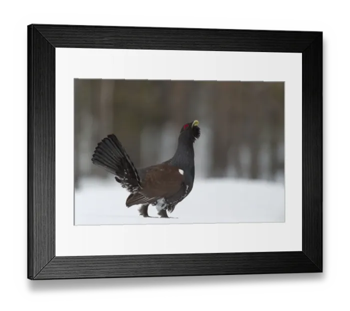 Framed Print : Western Capercaillie (Tetrao urogallus) calling in the snow, Finland Framed Print : Western Capercaillie (Tetrao urogallus) calling in the snow, Finland