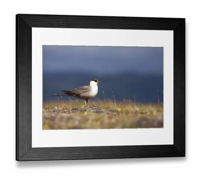 Framed Print : Long-tailed Skua (Stercorarius longicaudus) adult standing on tundra, Borgefjell, Nord-Trondelag, Norway Framed Print : Long-tailed Skua (Stercorarius longicaudus) adult standing on tundra, Borgefjell, Nord-Trondelag, Norway