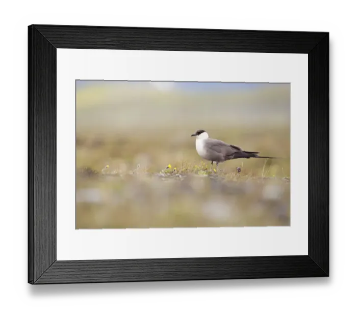 Framed Print : Long-tailed Skua (Stercorarius longicaudus) adult standing on Tundra, Borgefjell, Nord-Trondelag, Norway Framed Print : Long-tailed Skua (Stercorarius longicaudus) adult standing on Tundra, Borgefjell, Nord-Trondelag, Norway