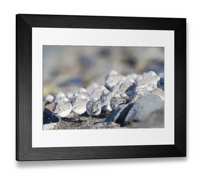 Framed Print : Sanderling (Calidris alba) group resting at the Brouwersdam, Brouwersdam, Zuid-Holland, The Netherlands Framed Print : Sanderling (Calidris alba) group resting at the Brouwersdam, Brouwersdam, Zuid-Holland, The Netherlands