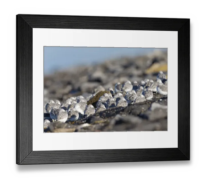 Framed Print : Sanderling (Calidris alba) group resting at the Brouwersdam, the Netherlands, Brouwersdam, Zuid-Holland, The Netherlands Framed Print : Sanderling (Calidris alba) group resting at the Brouwersdam, the Netherlands, Brouwersdam, Zuid-Holland, The Netherlands