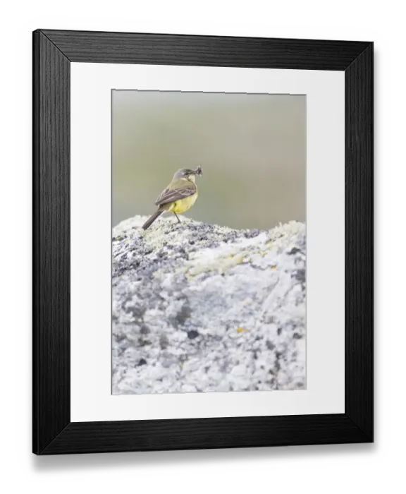 Framed Print : Grey-headed Wagtail (Motacilla flava thunbergi) female standing with beak full of insects, More og Romsdal, Norway Framed Print : Grey-headed Wagtail (Motacilla flava thunbergi) female standing with beak full of insects, More og Romsdal, Norway