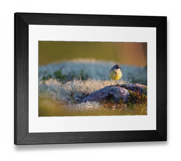 Framed Print : Grey-headed Wagtail (Motacilla flava thunbergi) female standing on stone, More og Romsdal, Norway Framed Print : Grey-headed Wagtail (Motacilla flava thunbergi) female standing on stone, More og Romsdal, Norway