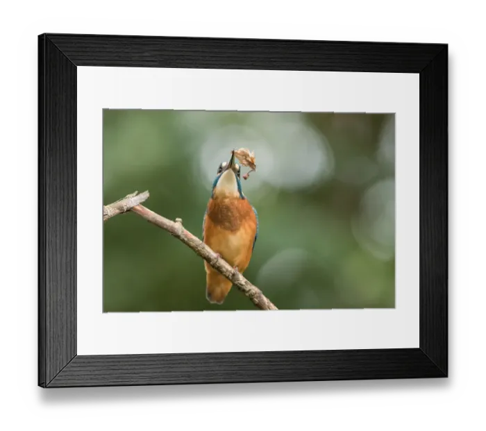 Framed Print : Common Kingfisher (Alcedo atthis) juveinle with a leaf in its beak, Flanders, Belgium Framed Print : Common Kingfisher (Alcedo atthis) juveinle with a leaf in its beak, Flanders, Belgium
