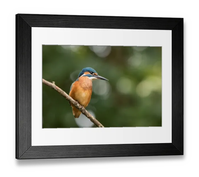Framed Print : Juvenile Common Kingfisher (Alcedo atthis) looking for a prey, Flanders, Belgium Framed Print : Juvenile Common Kingfisher (Alcedo atthis) looking for a prey, Flanders, Belgium