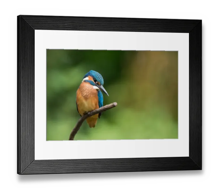 Framed Print : Common Kingfisher (Alcedo atthis) juvenile looking for a prey, Flanders, Belgium Framed Print : Common Kingfisher (Alcedo atthis) juvenile looking for a prey, Flanders, Belgium