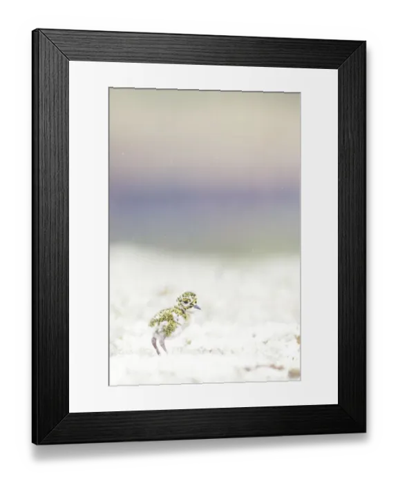 Framed Print : European Golden Plover (Pluvialis apricaria) juvenile walking at moss in rain, Sor-Trondelag, Norway Framed Print : European Golden Plover (Pluvialis apricaria) juvenile walking at moss in rain, Sor-Trondelag, Norway