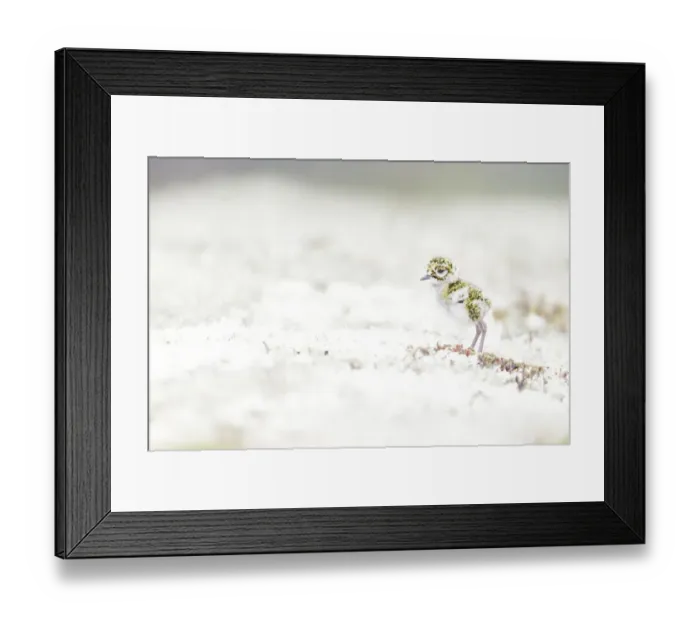 Framed Print : European Golden Plover (Pluvialis apricaria) juvenile walking on moss in rain, Sor-Trondelag, Norway Framed Print : European Golden Plover (Pluvialis apricaria) juvenile walking on moss in rain, Sor-Trondelag, Norway