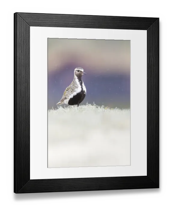 Framed Print : European Golden Plover (Pluvialis apricaria) adult standing in rain, Sor-Trondelag, Norway Framed Print : European Golden Plover (Pluvialis apricaria) adult standing in rain, Sor-Trondelag, Norway