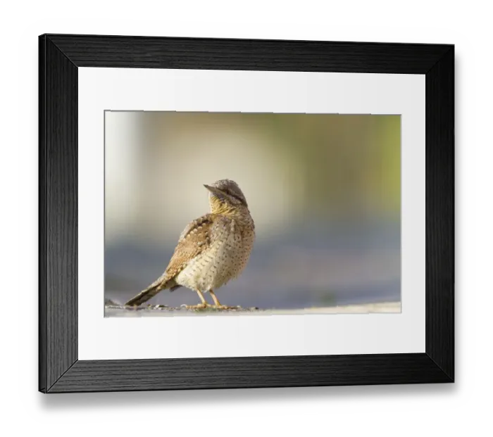 Framed Print : Eurasian Wryneck (Jynx torquilla) standing, Biesbosch, Noord-Brabant, The Netherlands Framed Print : Eurasian Wryneck (Jynx torquilla) standing, Biesbosch, Noord-Brabant, The Netherlands