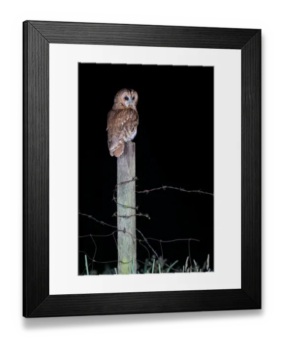 Framed Print : Tawny Owl (Strix aluco) perched on a fence post at night, Lincolnshire, United Kingdom Framed Print : Tawny Owl (Strix aluco) perched on a fence post at night, Lincolnshire, United Kingdom