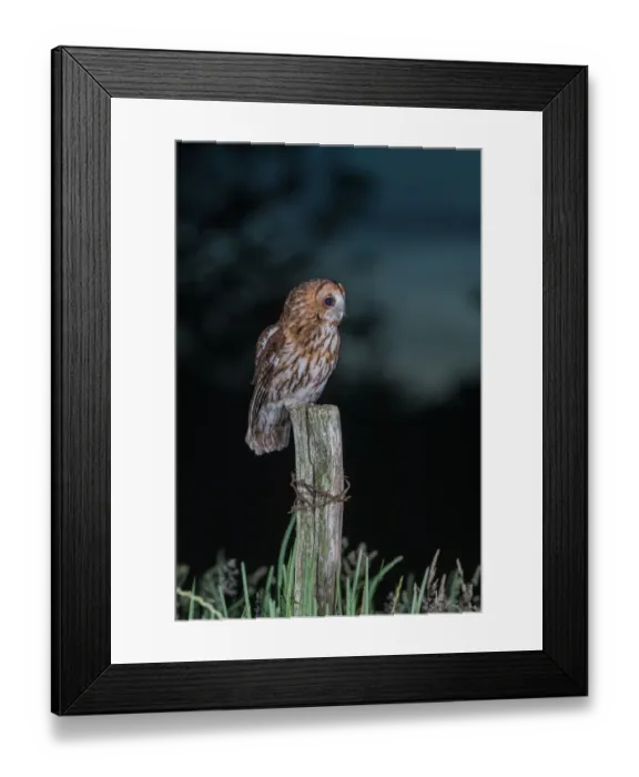 Framed Print : Tawny Owl (Strix aluco) perched on a fence post at night, Lincolnshire, United Kingdom Framed Print : Tawny Owl (Strix aluco) perched on a fence post at night, Lincolnshire, United Kingdom