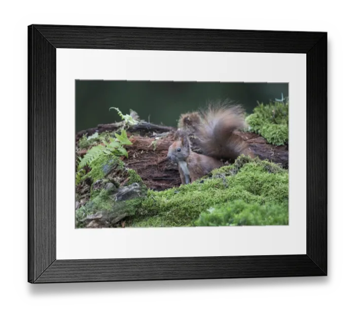 Framed Print : Eurasian Red Squirrel (Sciurus vulgaris) resting on a mossy forest floor, Upper Austria, Austria Framed Print : Eurasian Red Squirrel (Sciurus vulgaris) resting on a mossy forest floor, Upper Austria, Austria