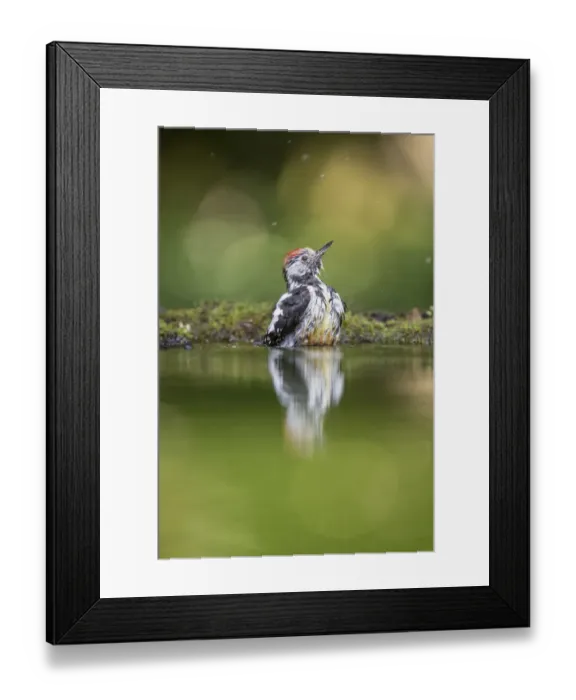 Framed Print : Middle-spotted Woodpecker (Dendrocopos medius) bathing in a forest pool, Bekes, Hungary Framed Print : Middle-spotted Woodpecker (Dendrocopos medius) bathing in a forest pool, Bekes, Hungary