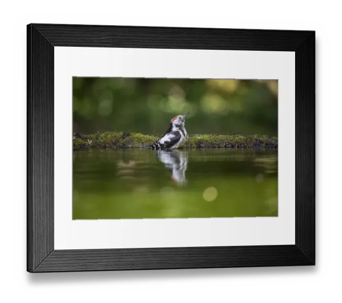 Framed Print : Middle-spotted Woodpecker (Dendrocopos medius) bathing in a forest pool, Bekes, Hungary Framed Print : Middle-spotted Woodpecker (Dendrocopos medius) bathing in a forest pool, Bekes, Hungary