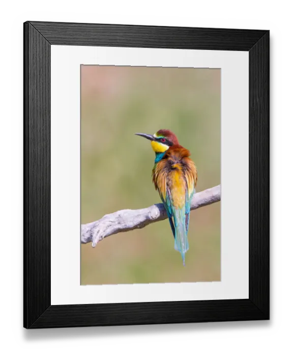 Framed Print : European Bee-eater (Merops apiaster) perching on a branch, Hortobagy National Park, Hortobagy, Hungary