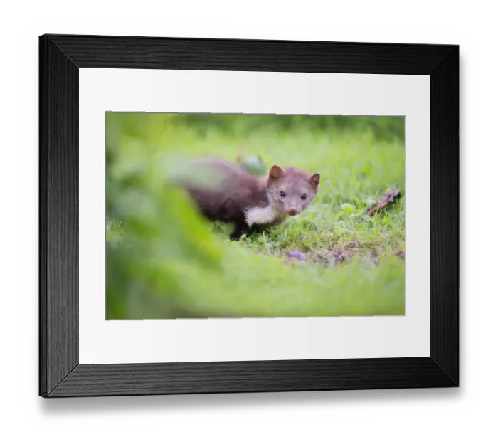 Framed Print : Beech Marten (Martes foina) juvenile feeding on fruits, Oudega, Friesland, The Netherlands Framed Print : Beech Marten (Martes foina) juvenile feeding on fruits, Oudega, Friesland, The Netherlands