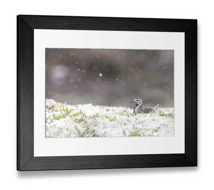 Framed Print : European Golden Plover (Pluvialis apricaria) adult at nest with snowfall, Sor-Trondelag, Norway