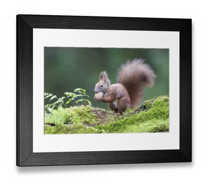 Framed Print : Eurasian Red Squirrel (Sciurus vulgaris) testing a walnut on a mossy forest floor, Upper Austria, Austria Framed Print : Eurasian Red Squirrel (Sciurus vulgaris) testing a walnut on a mossy forest floor, Upper Austria, Austria