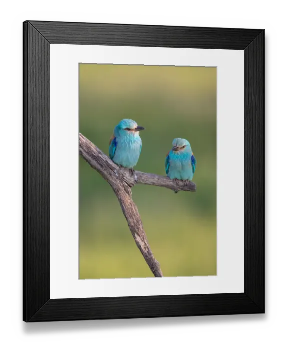 Framed Print : A pair of European Rollers (Coracias garrulus) perched on a tree, Koros Maros National Park, Bekes, Hungary Framed Print : A pair of European Rollers (Coracias garrulus) perched on a tree, Koros Maros National Park, Bekes, Hungary