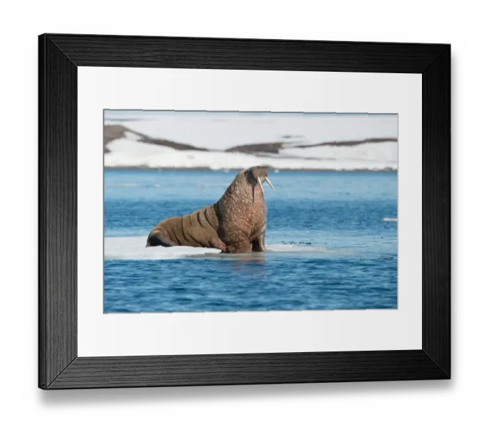 Framed Print : Walrus (Odobenus rosmarus) on floating ice, Svalbard, Norway Framed Print : Walrus (Odobenus rosmarus) on floating ice, Svalbard, Norway