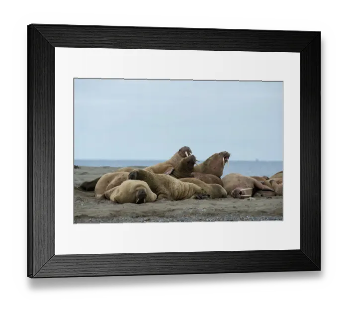 Framed Print : Walrusses (Odobenus rosmarus) in a herd at Poolepynten, Svalbard, Norway