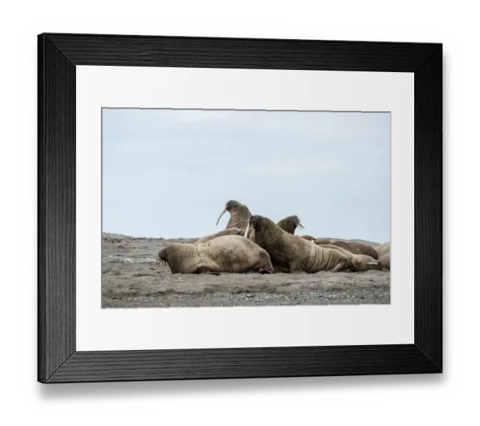 Framed Print : A herd of Walrusses (Odobenus rosmarus) at Poolepynten, Svalbard Framed Print : A herd of Walrusses (Odobenus rosmarus) at Poolepynten, Svalbard