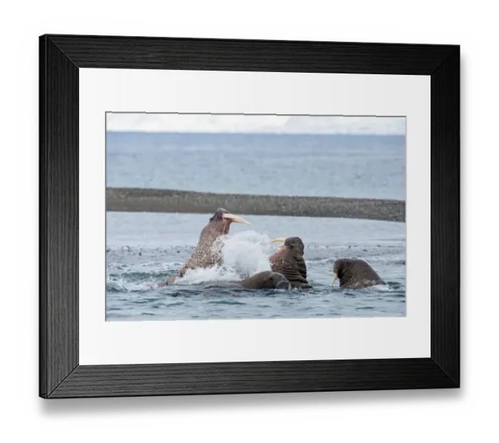 Framed Print : Walrusses (Odobenus rosmarus) fighting near the shore of Svalbard, Poolepynten, Norway Framed Print : Walrusses (Odobenus rosmarus) fighting near the shore of Svalbard, Poolepynten, Norway