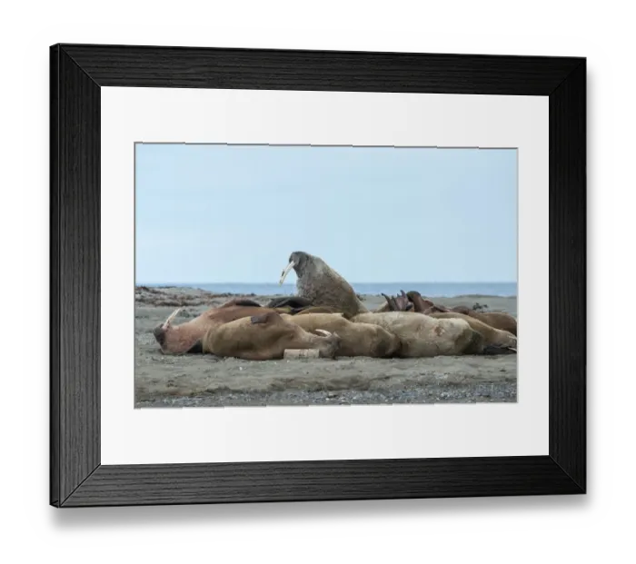 Framed Print : Walrusses (Odobenus rosmarus) in a herd at Poolepynten, Svalbard, Norway Framed Print : Walrusses (Odobenus rosmarus) in a herd at Poolepynten, Svalbard, Norway