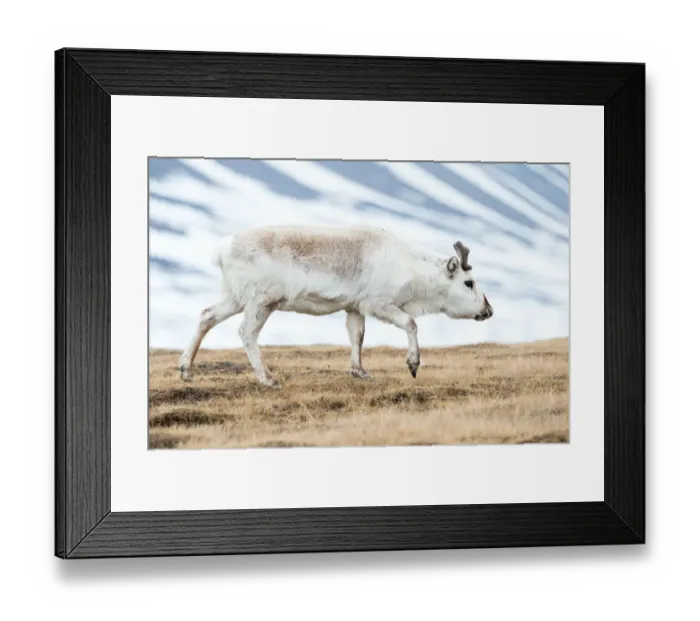 Framed Print : Svalbard Reindeer (Rangifer tarandus platyrhynchus) walking on the tundra, Longyearbyen, Svalbard, Norway Framed Print : Svalbard Reindeer (Rangifer tarandus platyrhynchus) walking on the tundra, Longyearbyen, Svalbard, Norway