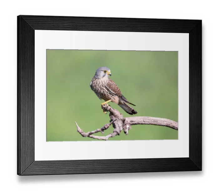 Framed Print : Female Common Kestrel (Falco tinnunculus) perching on a branch, Hortobagy National Park, Hortobagy, Hungary Framed Print : Female Common Kestrel (Falco tinnunculus) perching on a branch, Hortobagy National Park, Hortobagy, Hungary