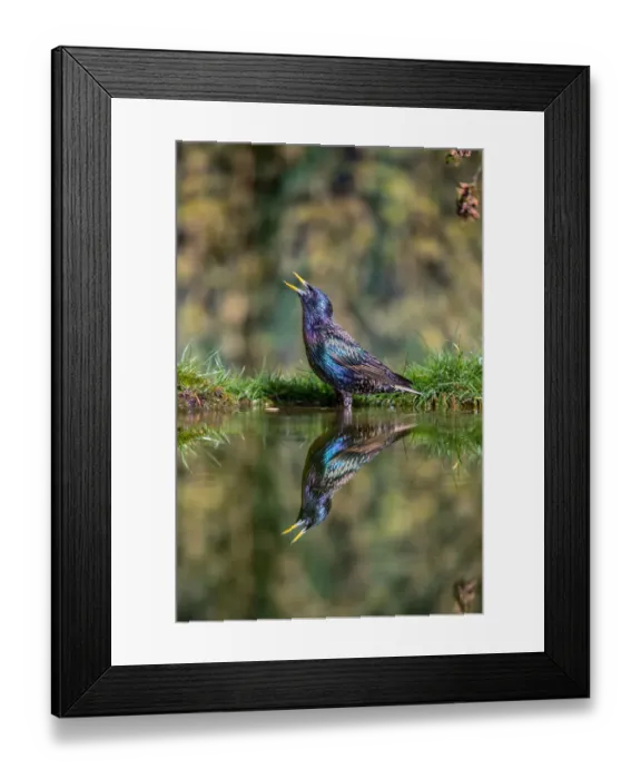 Framed Print : Common Starling (Sturnus vulgaris) in breeding plumage standing in a pool, singing, Essex, United Kingdom Framed Print : Common Starling (Sturnus vulgaris) in breeding plumage standing in a pool, singing, Essex, United Kingdom