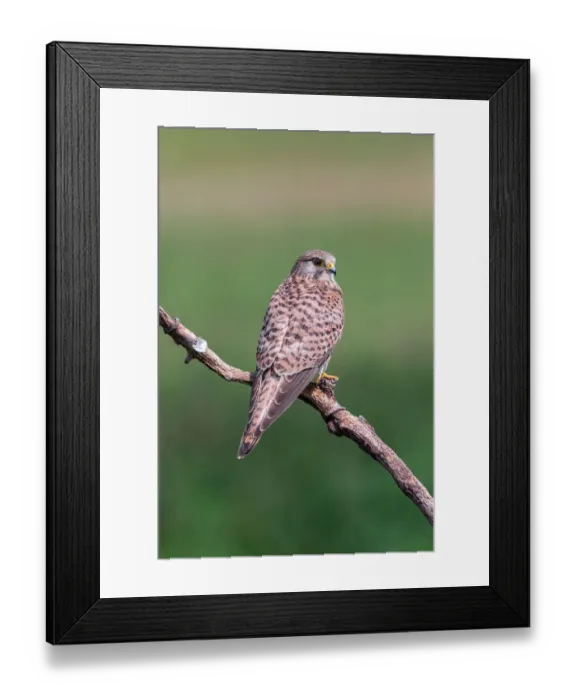Framed Print : Female Common Kestrel (Falco tinnunculus) perching on a branch, Hortobagy National Park, Hortobagy, Hungary Framed Print : Female Common Kestrel (Falco tinnunculus) perching on a branch, Hortobagy National Park, Hortobagy, Hungary