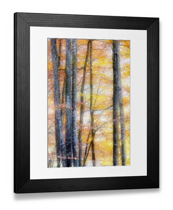 Framed Print : Trees with autumn leaves, Haute-Savoie, France Framed Print : Trees with autumn leaves, Haute-Savoie, France