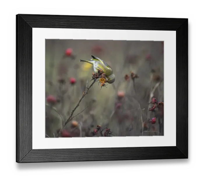 Framed Print : European Greenfinch (Chloris chloris) hanging upside down while foraging on rose hip of Rugosa Rose (rosa rugosa), Drenthe, The Netherlands Framed Print : European Greenfinch (Chloris chloris) hanging upside down while foraging on rose hip of Rugosa Rose (rosa rugosa), Drenthe, The Netherlands