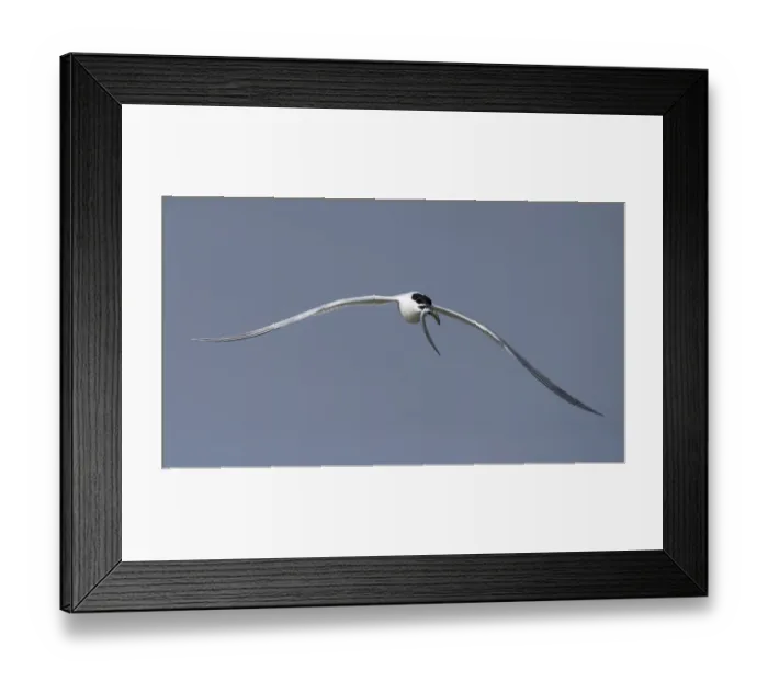 Framed Print : Sandwich Tern (Thalasseus sandvicensis) flying with a Lesser Sand Eel (Ammodytes tobianus) in its beak, Ameland, Friesland, The Netherlands Framed Print : Sandwich Tern (Thalasseus sandvicensis) flying with a Lesser Sand Eel (Ammodytes tobianus) in its beak, Ameland, Friesland, The Netherlands