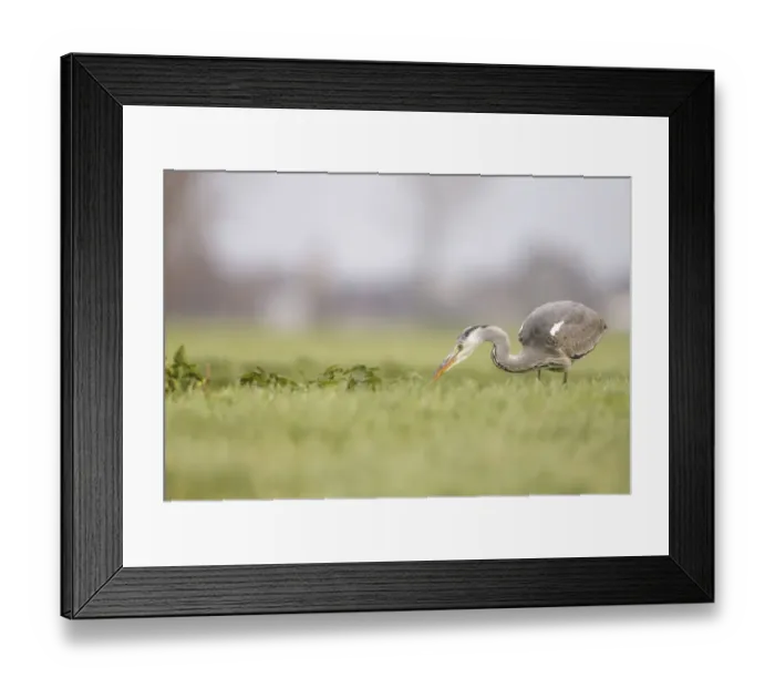 Framed Print : Grey Heron (Ardea cinerea) adult foraging in grassland, Ameide, Zuid-Holland, The Netherlands Framed Print : Grey Heron (Ardea cinerea) adult foraging in grassland, Ameide, Zuid-Holland, The Netherlands
