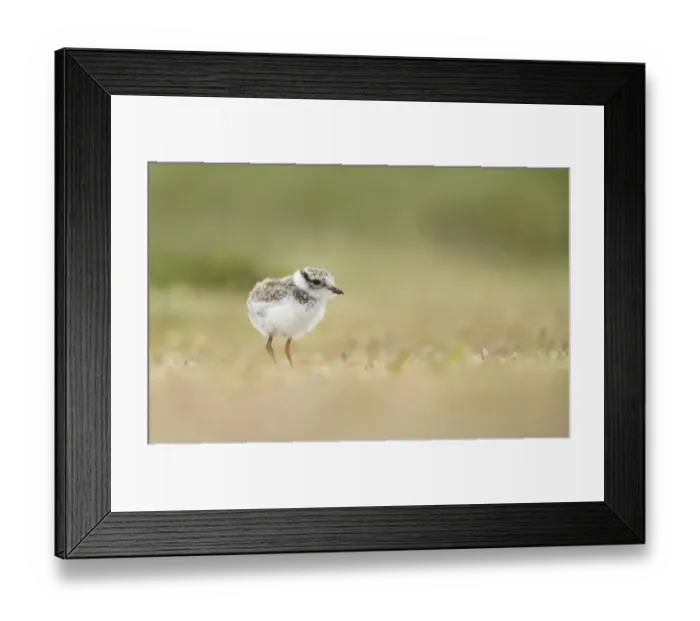 Framed Print : Common Ringed Plover (Charadrius hiaticula) chick standing in a field, Texel, Noord-Holland, The Netherlands Framed Print : Common Ringed Plover (Charadrius hiaticula) chick standing in a field, Texel, Noord-Holland, The Netherlands