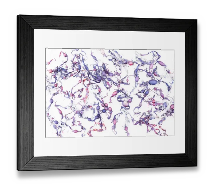 Framed Print : High key shot of seaweed washed ashore on the North Sea beach at IJmuiden aan Zee, Noord-Holland, The Netherlands - Higly Commended in the Plants & Fungi Category of the international nature photo competition ASFERICO 2022 Framed Print : High key shot of seaweed washed ashore on the North Sea beach at IJmuiden aan Zee, Noord-Holland, The Netherlands - Higly Commended in the Plants & Fungi Category of the international nature photo competition ASFERICO 2022