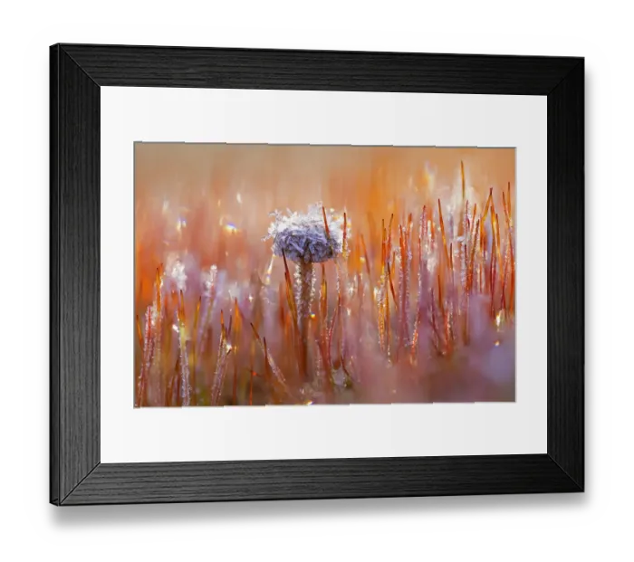 Framed Print : Mountain Moss Psilocybe (Deconica montana) and Bristly Haircap (Polytrichum piliferum) covered with ice crystals, Amsterdamse Waterleidingduinen, Noord-Holland Framed Print : Mountain Moss Psilocybe (Deconica montana) and Bristly Haircap (Polytrichum piliferum) covered with ice crystals, Amsterdamse Waterleidingduinen, Noord-Holland
