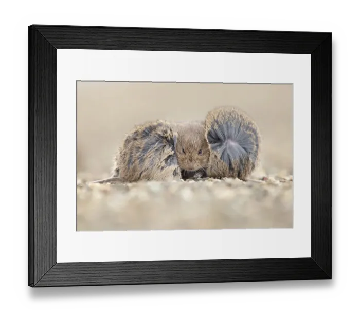 Framed Print : Three Common Voles (Microtus arvalis) seeking shelter from hard wind during autumn storm on a pier at the Wadden Sea coast, Holwerd, Friesland, The Netherlands - Overall Winner, Nature Photo of the Year 2022, and winner in the Mammal Framed Print : Three Common Voles (Microtus arvalis) seeking shelter from hard wind during autumn storm on a pier at the Wadden Sea coast, Holwerd, Friesland, The Netherlands - Overall Winner, Nature Photo of the Year 2022, and winner in the Mammal