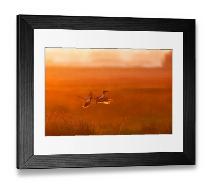 Framed Print : Two Northern Shoveler (Spatula clypeata) males flying over grassland at sunset, fighting over territory, Augustinusga, Friesland, The Netherlands - Honorable Mention in the Birds category of the Groene Camera 2022 photo contest Framed Print : Two Northern Shoveler (Spatula clypeata) males flying over grassland at sunset, fighting over territory, Augustinusga, Friesland, The Netherlands - Honorable Mention in the Birds category of the Groene Camera 2022 photo contest