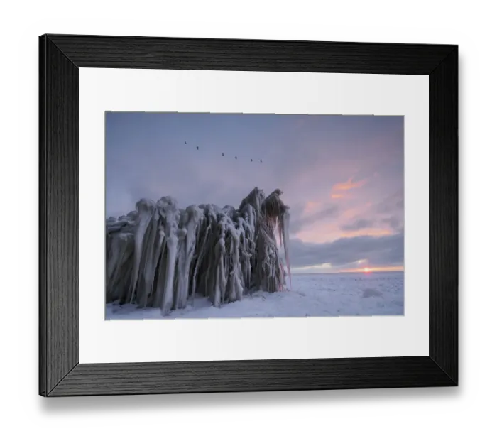 Framed Print : Barnacle Geese (Branta leucopsis) flying over ice sculptures of frozen vegetation at sunrise - Winner in the Landscape, Weather and Natural Phenomena category of the Groene Camera 2022 photo contest, Markermeer, Warder, Noord-Holland